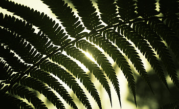Nature, Shine, Light, Sheet, Leaf, Shadow HD wallpaper