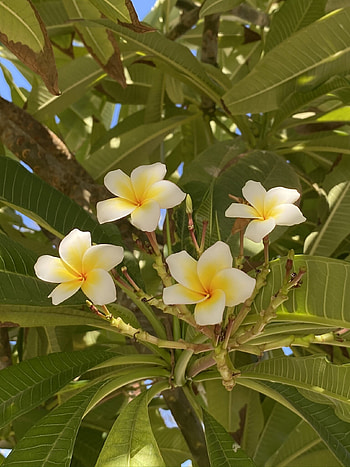 Frangipani , High-definition bliss, to , Nature's digital delights HD phone wallpaper