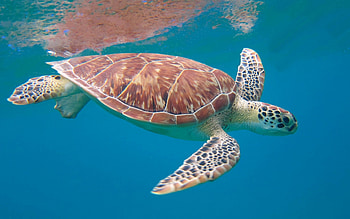 Sea turtle admiration, Beautiful , Michelle Simpson's collection, Nature's wonder HD wallpaper