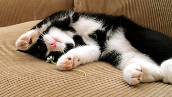 Animals, Cat, To Lie Down, Lie, Spotted, Spotty, Playful, Sleep, Dream, Paws HD wallpaper