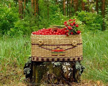 Raspberry, basket, log, fruit, food HD wallpaper