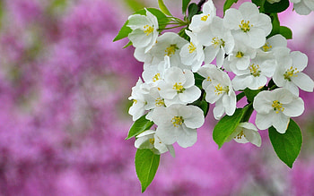 Flowers, Plant, Macro, Bloom, Flowering HD wallpaper
