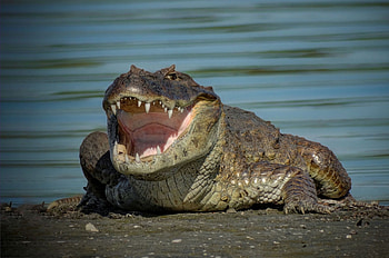 Amazing animals, Wildlife graphy, Majestic creatures, Animals in their habitat HD wallpaper