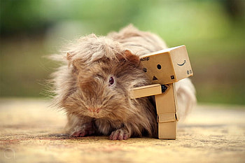 Danbo w Pet, danbo, cool, pet HD wallpaper