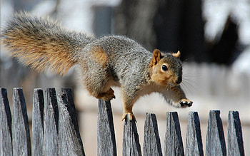Animals, Squirrel, Fence, Stroll, Fur HD wallpaper
