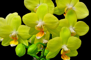 Flowers, Flower, Close-Up, Branch, Black Background, Orchid HD wallpaper