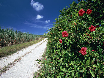 Nature, Flowers, Grass, Briar, Road, Field HD wallpaper