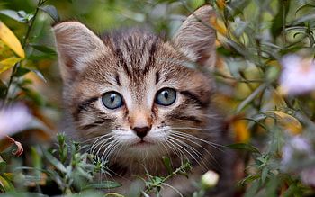 Animals, Cats HD wallpaper