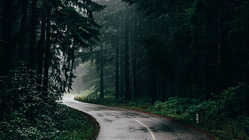 Road, fog, tree, path HD wallpaper