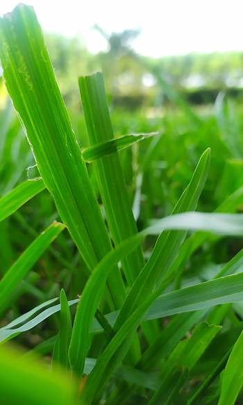 Verde, hierba, planta HD phone wallpaper