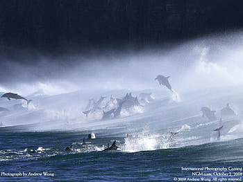 Amazing Dolphins, blue, dolphins, ocean, wave HD wallpaper