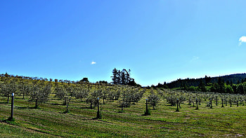 Salt Spring Island, Canada travels, Olive oil, Unique production HD wallpaper
