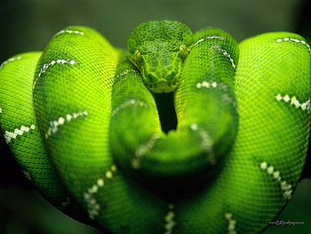 Animals, Snakes HD wallpaper
