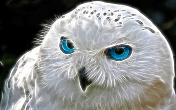 Snowly Owl Art, owl, bird, digital-art, artist HD wallpaper