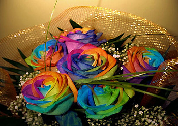 Roses for you and me, delecate, buds, soft, beautiful, nice, tender, rose, pretty, petals, blossoms, bud, nature, flowers, blooms, lovely HD wallpaper