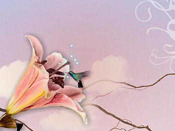 Flower and bird, flowers, birds HD wallpaper