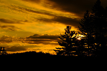 Nature, Trees, Sunset, Twilight, Dark, Dusk HD wallpaper
