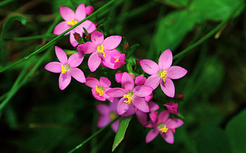 Flowers, Petals, Greens, Small HD wallpaper