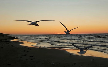 Seagulls at Sunset, seagulls, beach, sea, flight, Latvia, sunset HD wallpaper