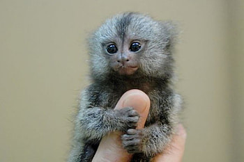 Finger Monkey, animal, monkey, ape, animals HD wallpaper
