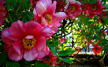BEAUTIFUL SPRING, branch, roses, branche, pivoines, flowers, spring HD wallpaper