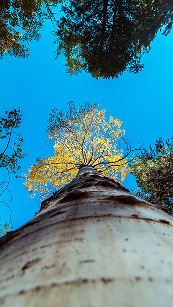 Nature, Sky, Wood, Tree, Branches, Bottom View, Trunk HD phone wallpaper