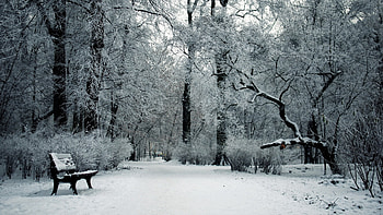 The long winters, winter, chair, forrest, snow HD wallpaper