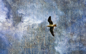 Animals, Birds, Background, Seagulls HD wallpaper