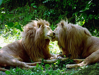 Animals, Lions HD wallpaper