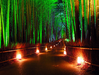 bamboo forest, bamboo, nature, fun, forest HD wallpaper