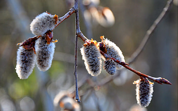 Macro, Branch, Spring, Verba, Pussy Willow HD wallpaper