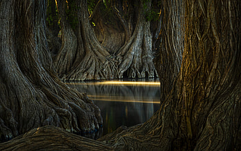 Lago de Camecuaro NP Mexico, trees, lake camecuaro, mexico, lago de Camecuaro HD wallpaper