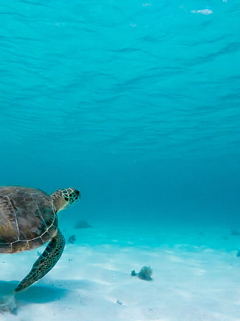A stunning view of a sea turtle gliding underwater in Basse-Terre, Guadeloupe. HD phone wallpaper