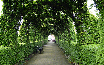 Garden Avenue, green, avenue, garden, benches, alley HD wallpaper