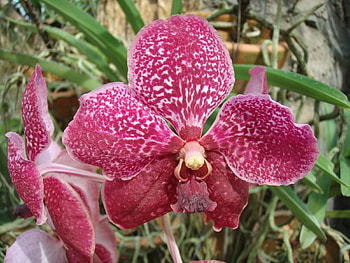 Plants, Flowers HD wallpaper
