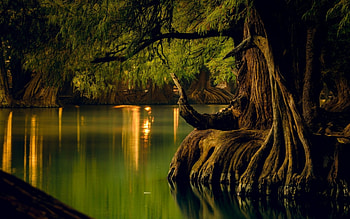 Lake, trees, nature, water HD wallpaper