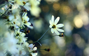 Flowers, Macro, Petals, Field, Morning HD wallpaper