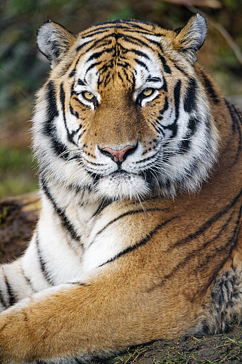 Animals, Predator, Big Cat, Sight, Opinion, Tiger, Stripes, Strips HD phone wallpaper