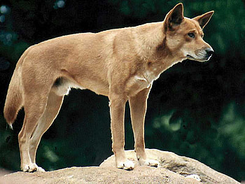 Dingo!, dog, australian, wild, hunter HD wallpaper
