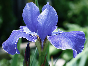 blue , blue, flower HD wallpaper