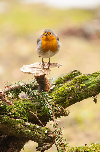 Robin cutest ever, Pet birds, Beautiful birds, Little birds HD phone wallpaper