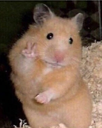Peace /bxeg0tb982621.png. Funny animal memes, Cute animal , Funny animal jokes, Hamster Meme HD phone wallpaper