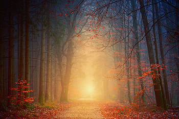 Nature, Trees, Autumn, Forest, Fog, Foliage HD wallpaper