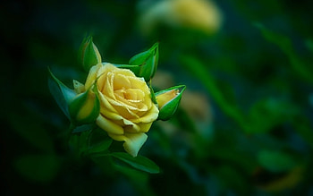 Yellow Rose, Yellow, Buds, Flower, Rose HD wallpaper