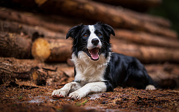 LOL, dog, white, black, laugh, smile, paw, tongue, caine, border collie HD wallpaper
