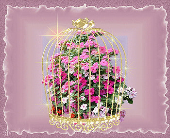 Captured beauty, pink, white, gold cage, colors, flowers, mauve HD wallpaper