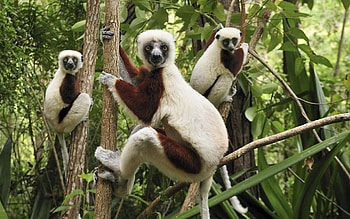 Animals, Lemurs, Branches, Climb, Three HD wallpaper