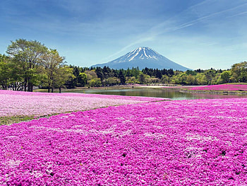 Mountain overlooking tulips, sky, flowers, tulips, mountain HD wallpaper