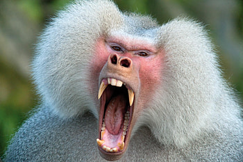 Baboon , backgrounds, Primate portraits, Animal kingdom HD wallpaper
