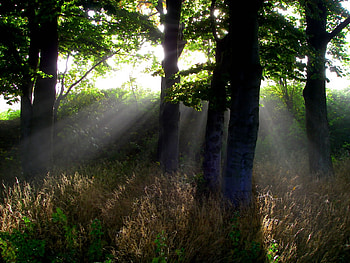 encounter, green, clouds, trees, forces, nature, grass, sun, shinning HD wallpaper